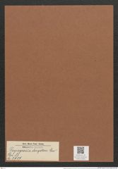 Plagiogramma elongatum Grev. (de-Toni-Nr.: Genus 83, Species 2907) Zeichnungen Sammlung Grunow Mappe 03081 (Herbarium_W_Grunow_drawings_Folder_03081)